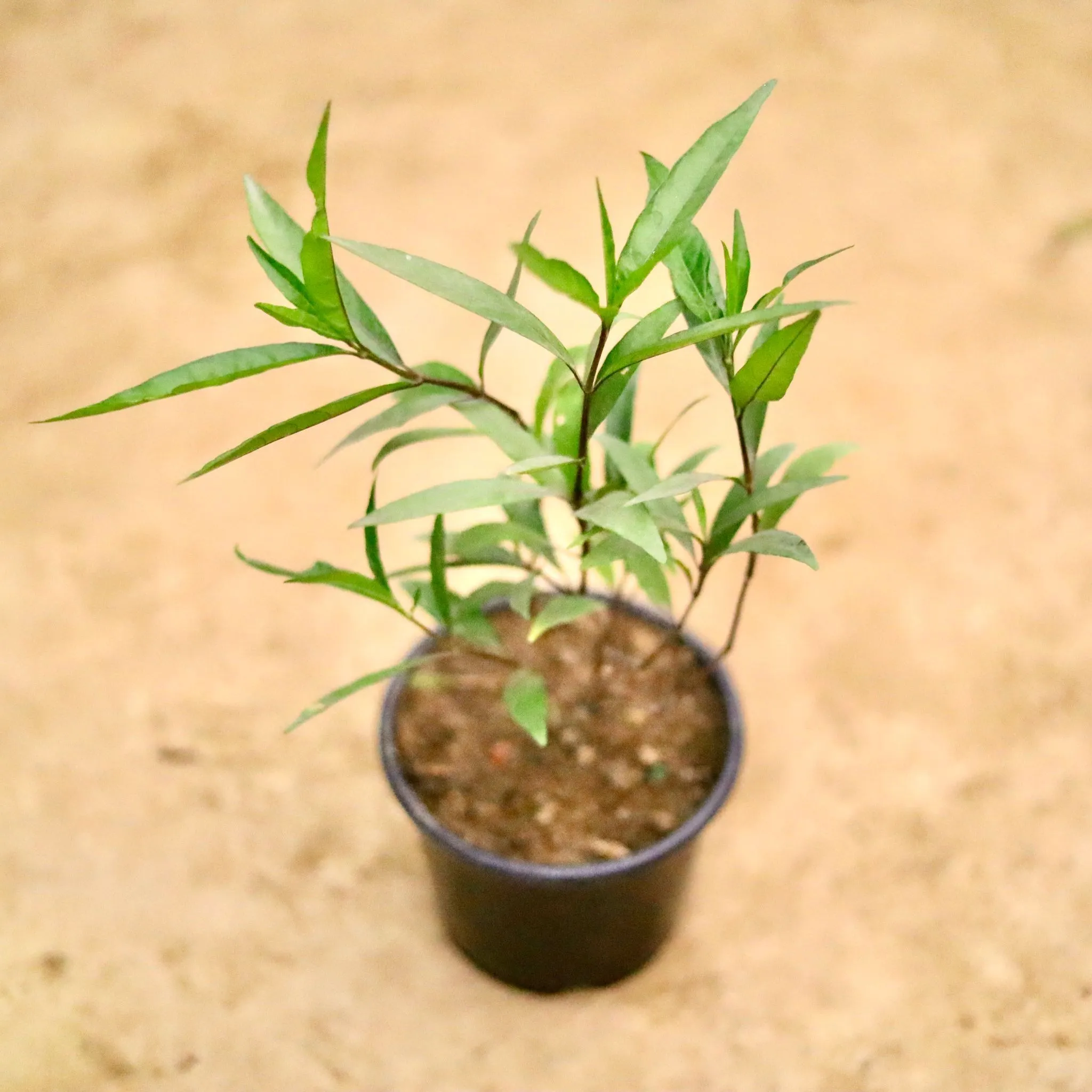 Sukh Shanti in 6 Inch Nursery Pot