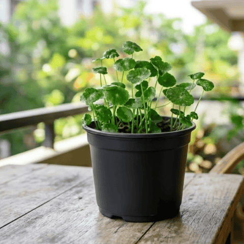 Lucky for Wealth Brahmi Dollar / Pennywort in 5 Inch Nursery Pot