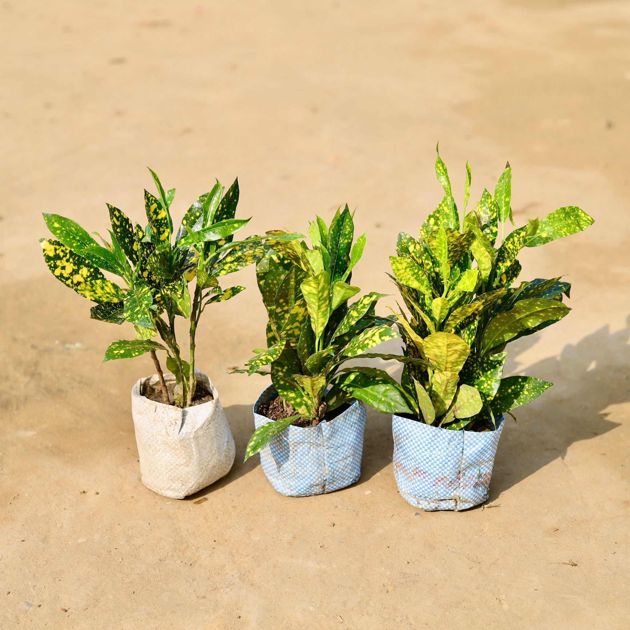 Set of 3 - Baby Croton in 3 inch Nursery Bag