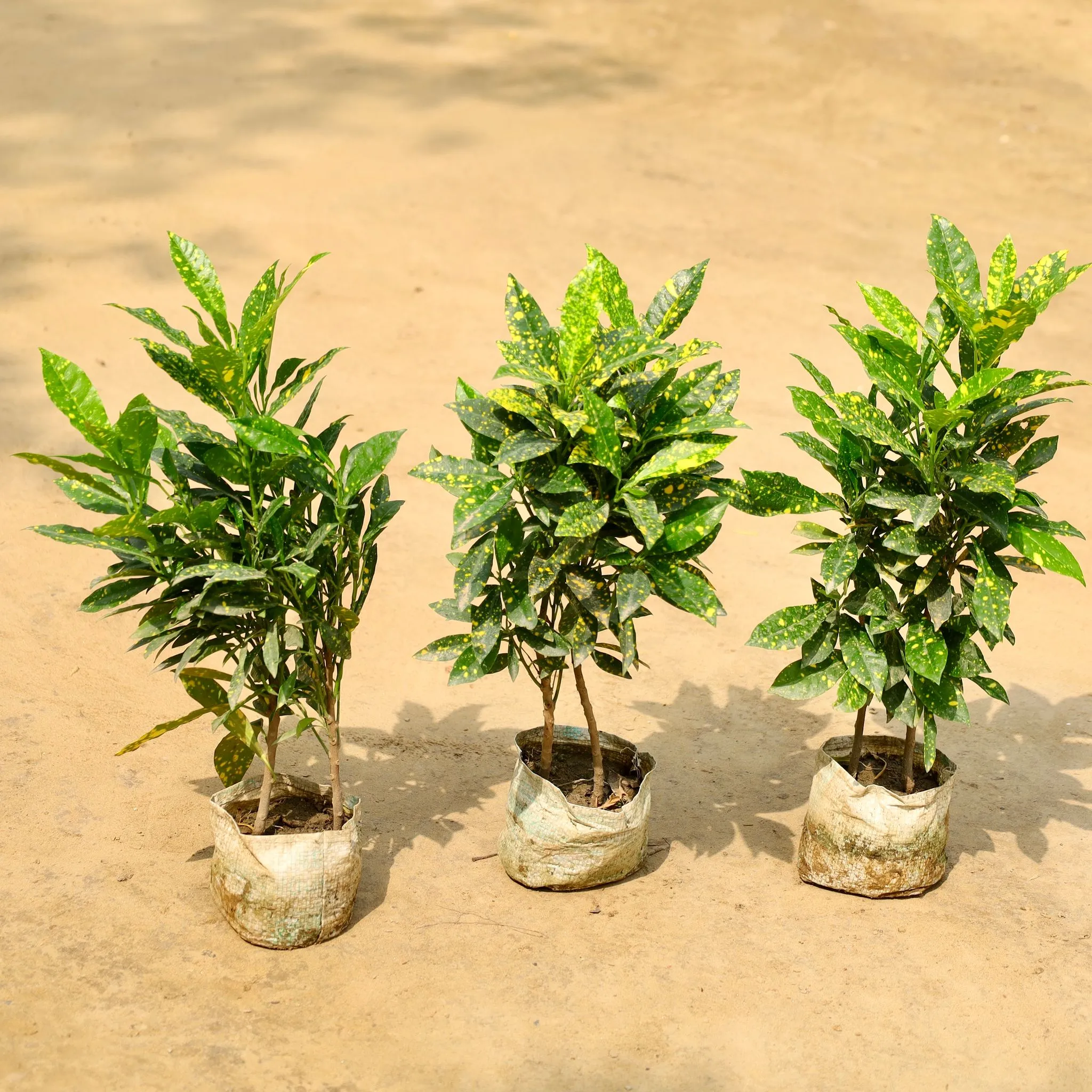 Set of 3 - Baby Croton in 4 Inch Nursery Bag