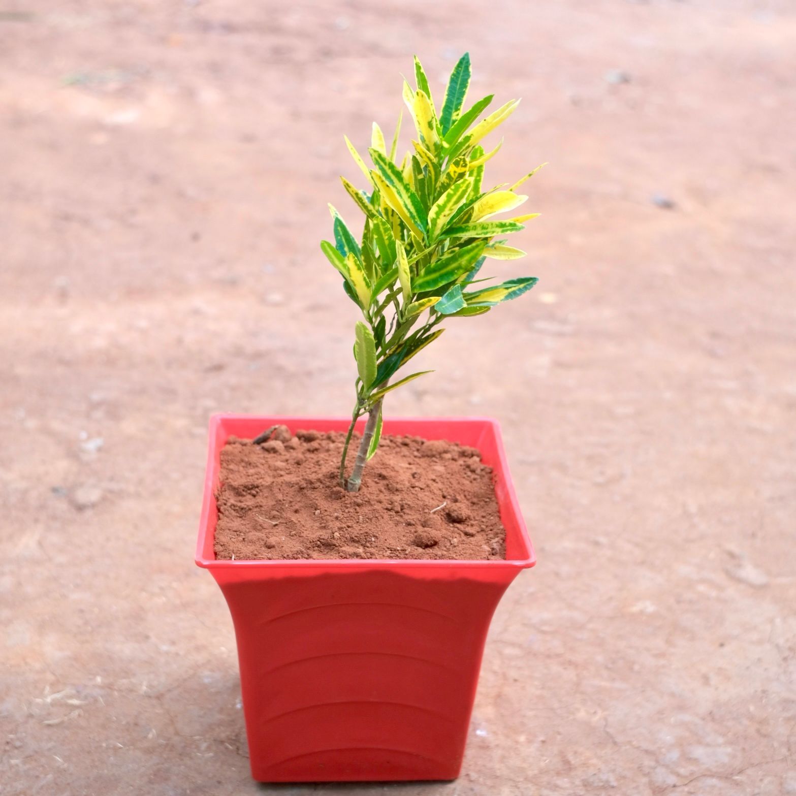 Baby Croton in 8 Inch Red Premium Tokyo Square Plastic Pot