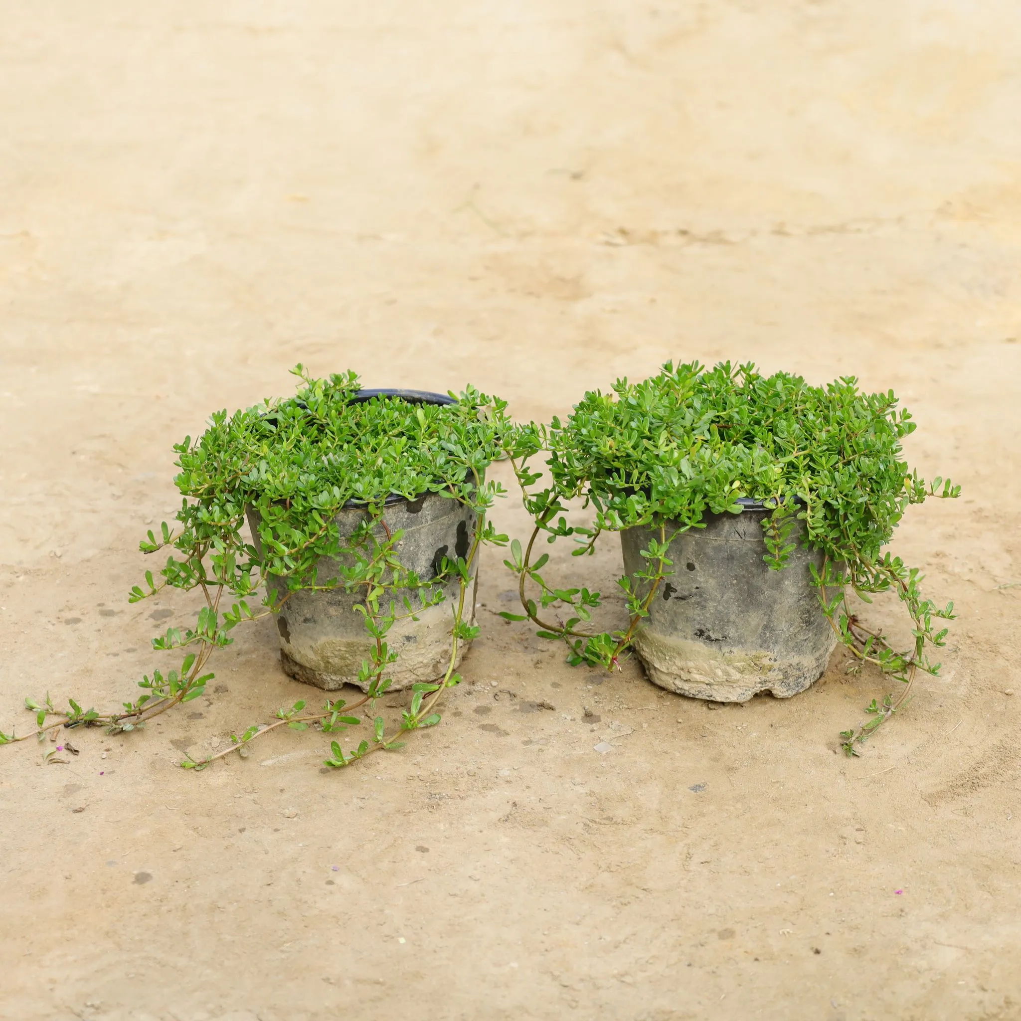 Set Of 2 - Brahmi Dollar / Pennywort in 6 Inch Nursery Bag