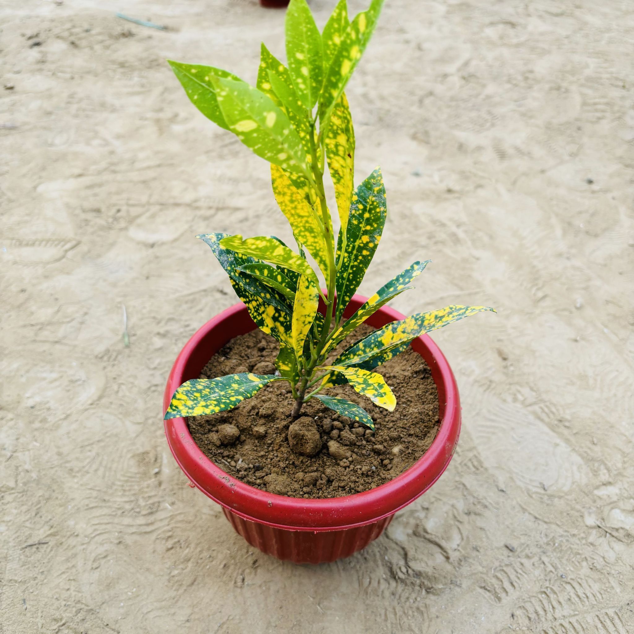 Baby Croton in 8 Inch Terracotta Red Olive Plastic Pot