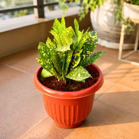 Baby Croton in 8 Inch Terracotta Red Olive Plastic Pot