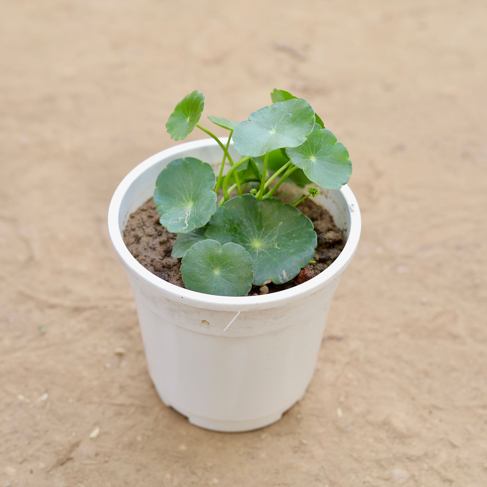 Brahmi Dollar / Pennywort in 5 Inch Nursery pot