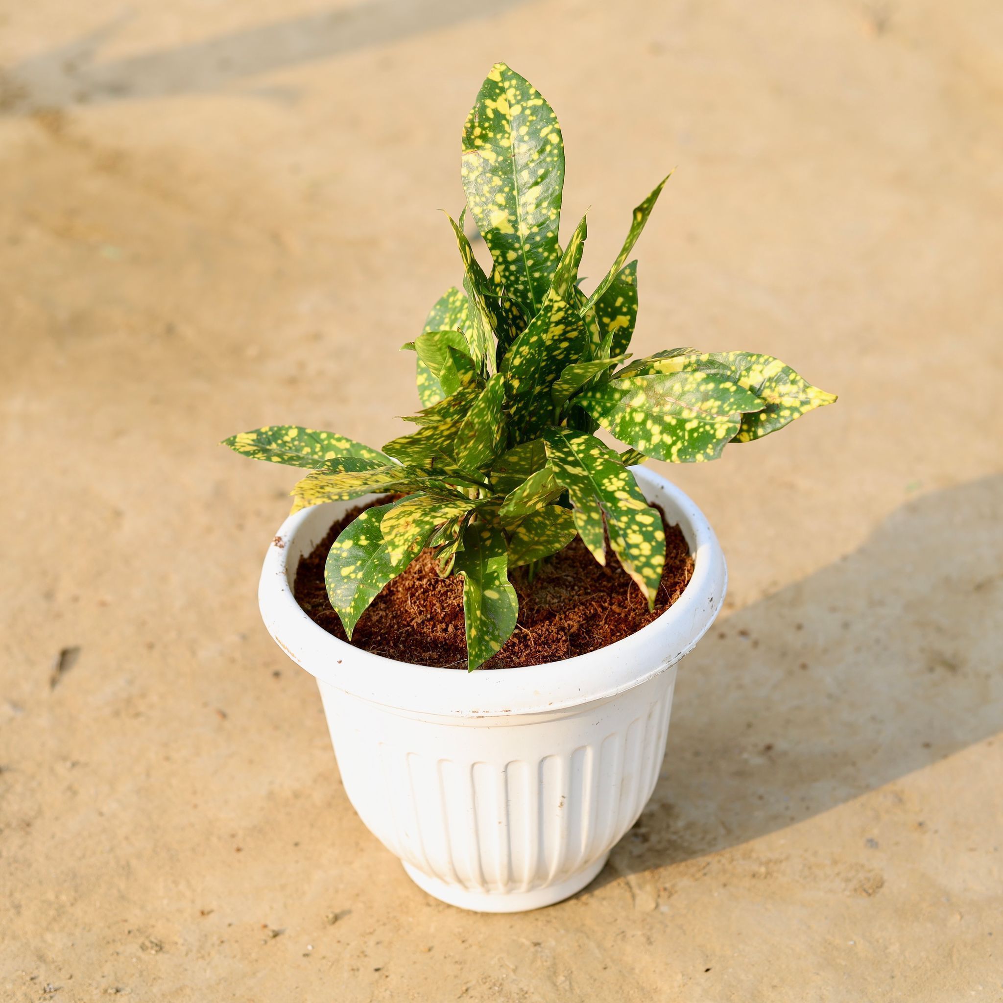 Baby Croton in 8 inch White Olive Plastic Pot