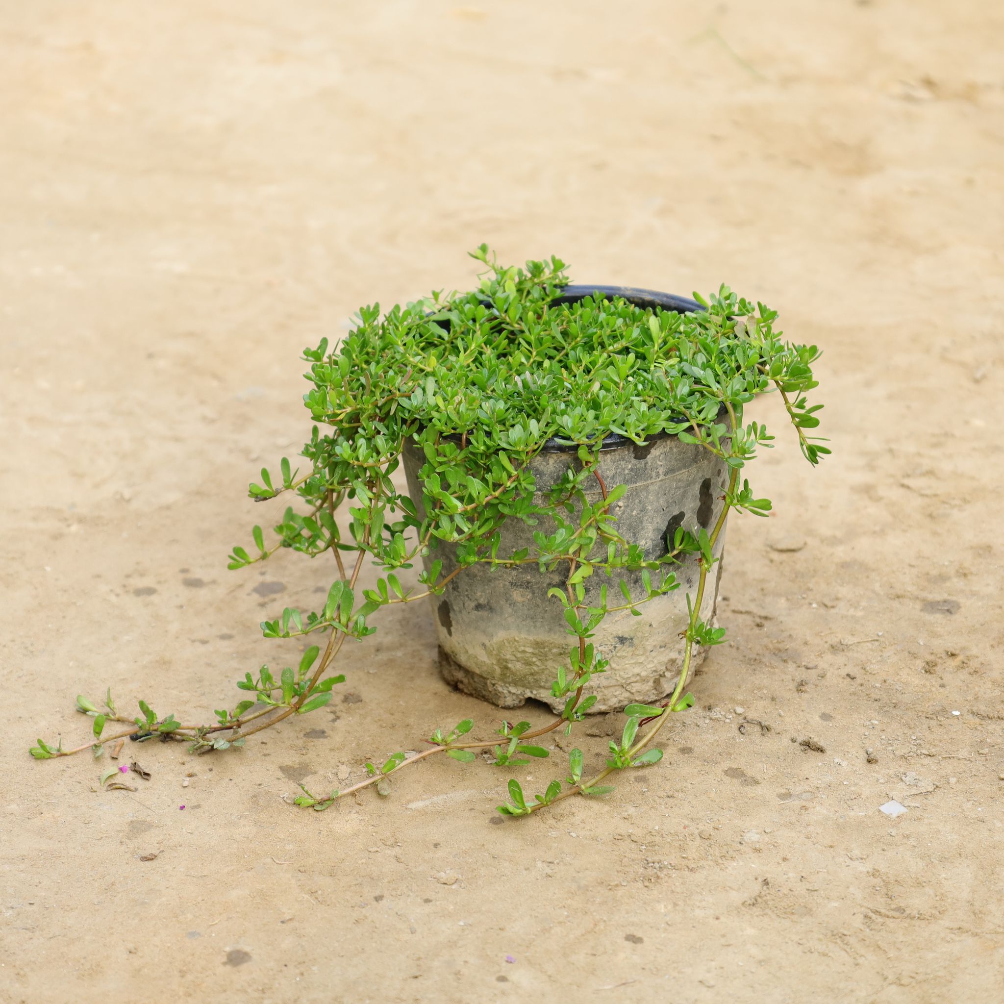 Brahmi Dollar / Pennywort in 6 Inch Nursery Pot