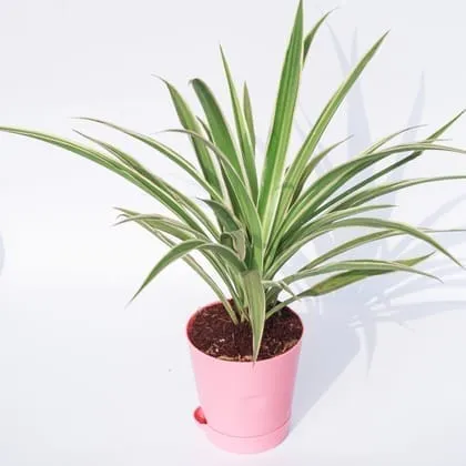 Spider in 4 Inch Pink Florence Self Watering Pot