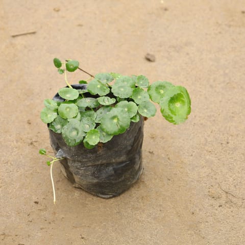 Brahmi Dollar In 4 Inch Nursery Bag