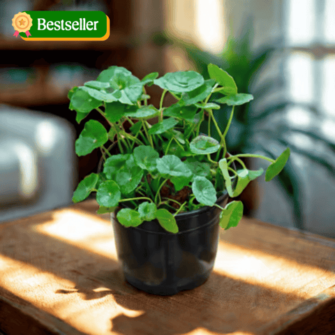 Brahmi Dollar Plant in 4 Inch Nursery Pot