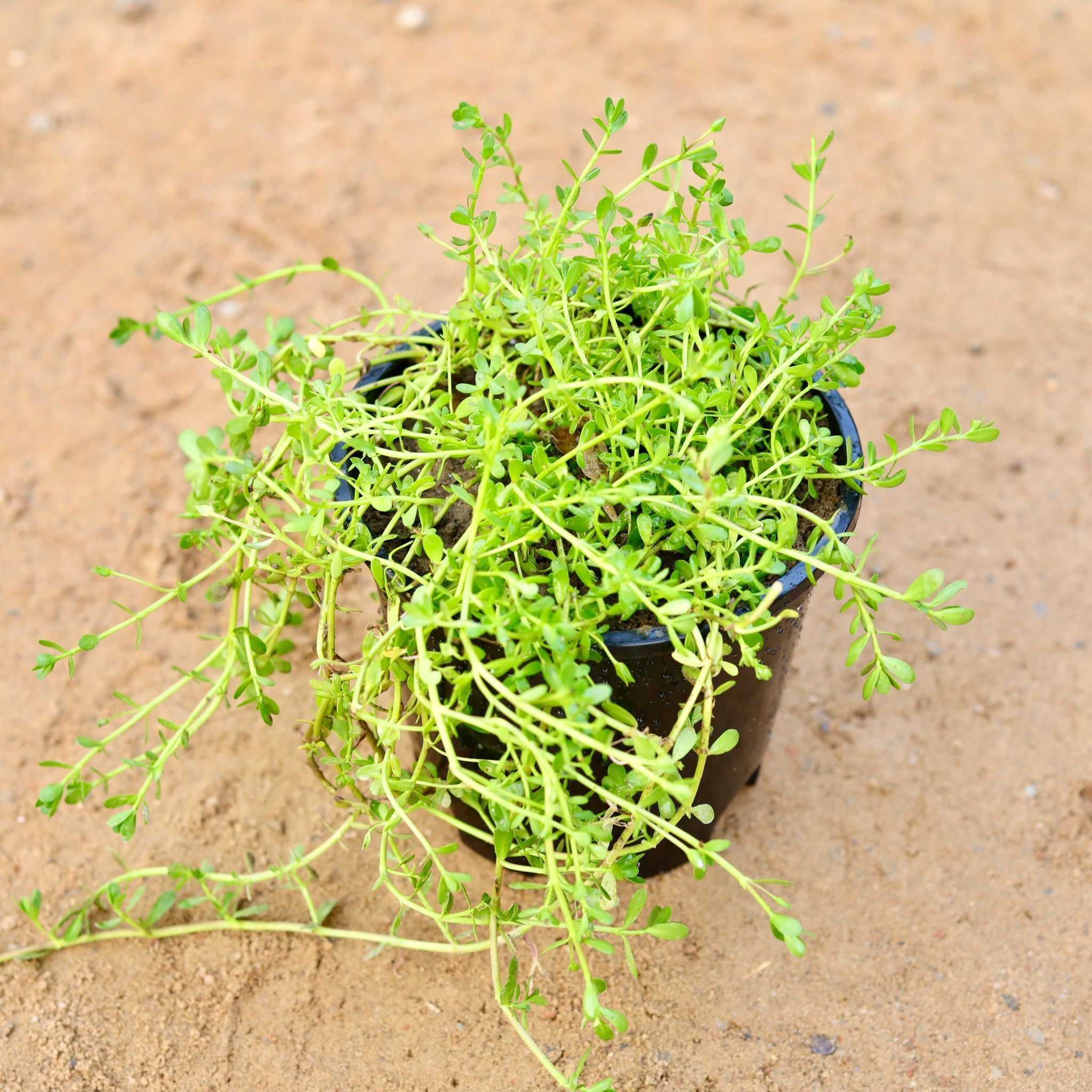 Brahmi Plant in 6 Inch Nursery Pot