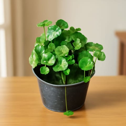 Brahmi Dollar / Chinese Money Plant Bushy in 4 Inch Nursery Pot