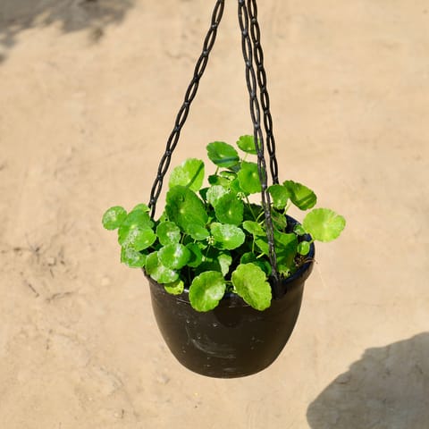 Brahmi Dollar / Coin Plant in 8 inch Hanging Basket
