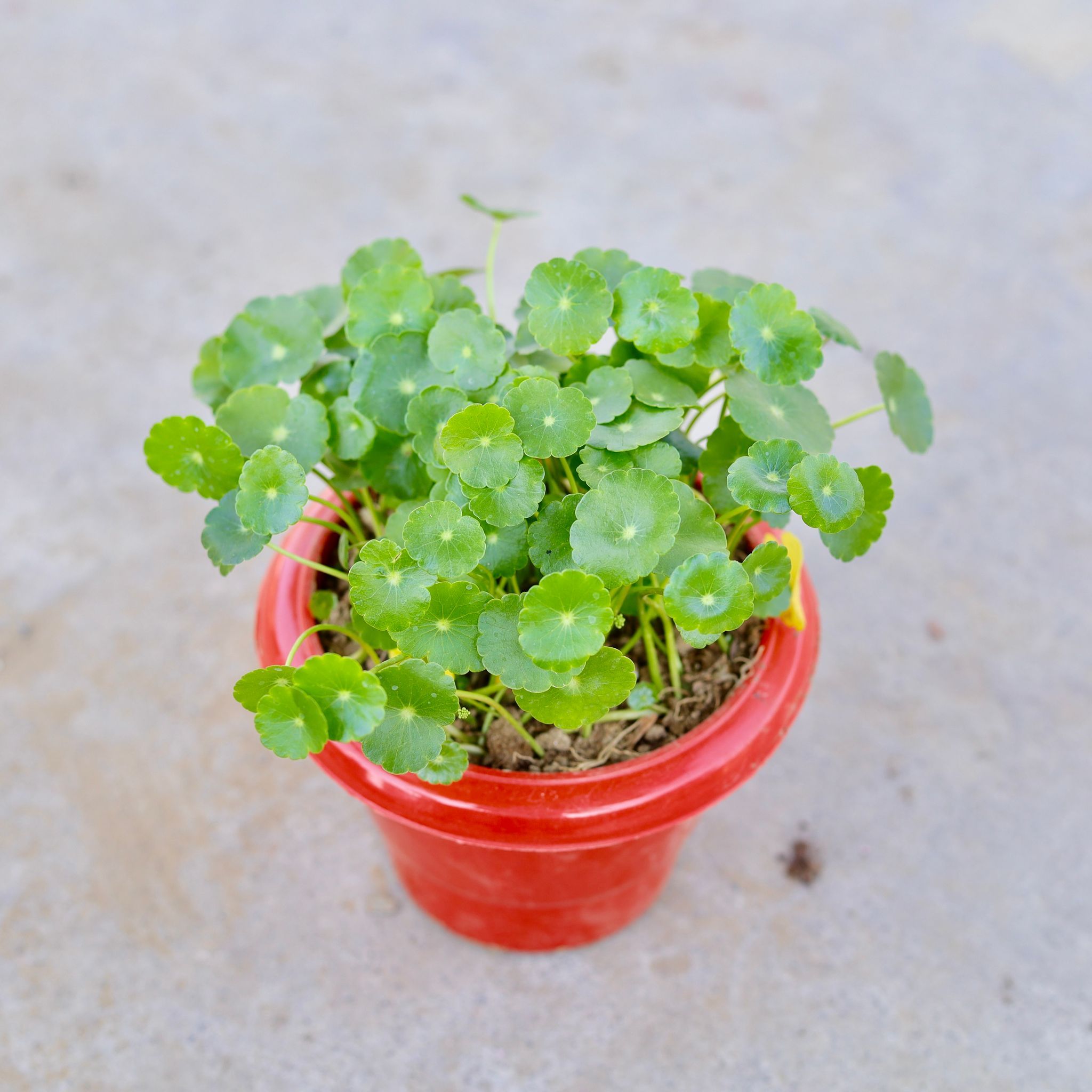 Brahmi Dollar / Pennywort / Coin Plant / Pennywort / Coin Plant in 6 Inch Classy Red Plastic Pot