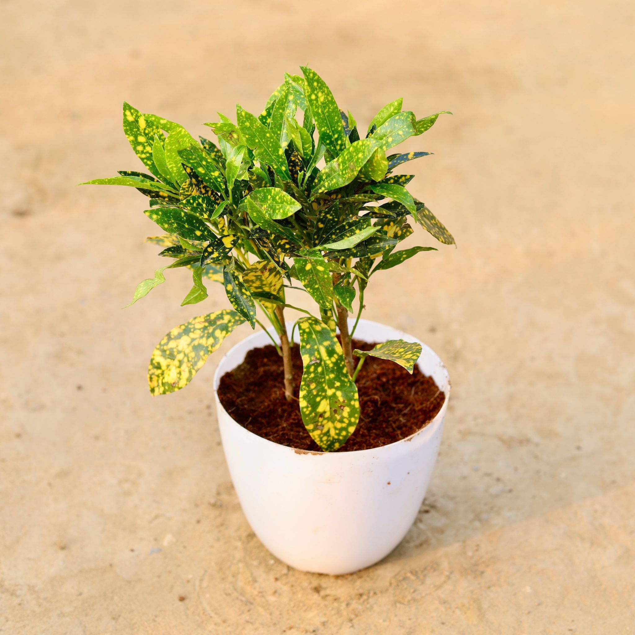 Baby Croton in 6 Inch White Premium Orchid Round Plastic Pot