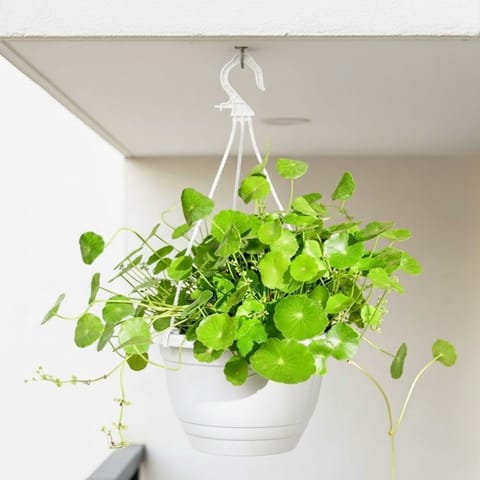 Brahmi Dollar / Pennywort / Coin Plant in 7 Inch White Premium Evara Hanging Plastic Pot