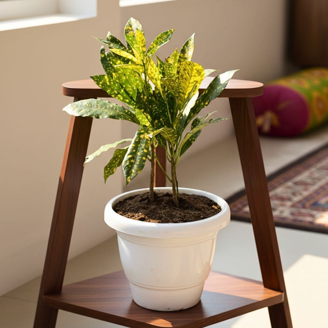 Baby Croton in 8 Inch Classy White Plastic Pot