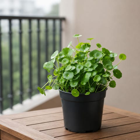 Brahmi Dollar / Pennywort in 4 Inch Nursery Pot