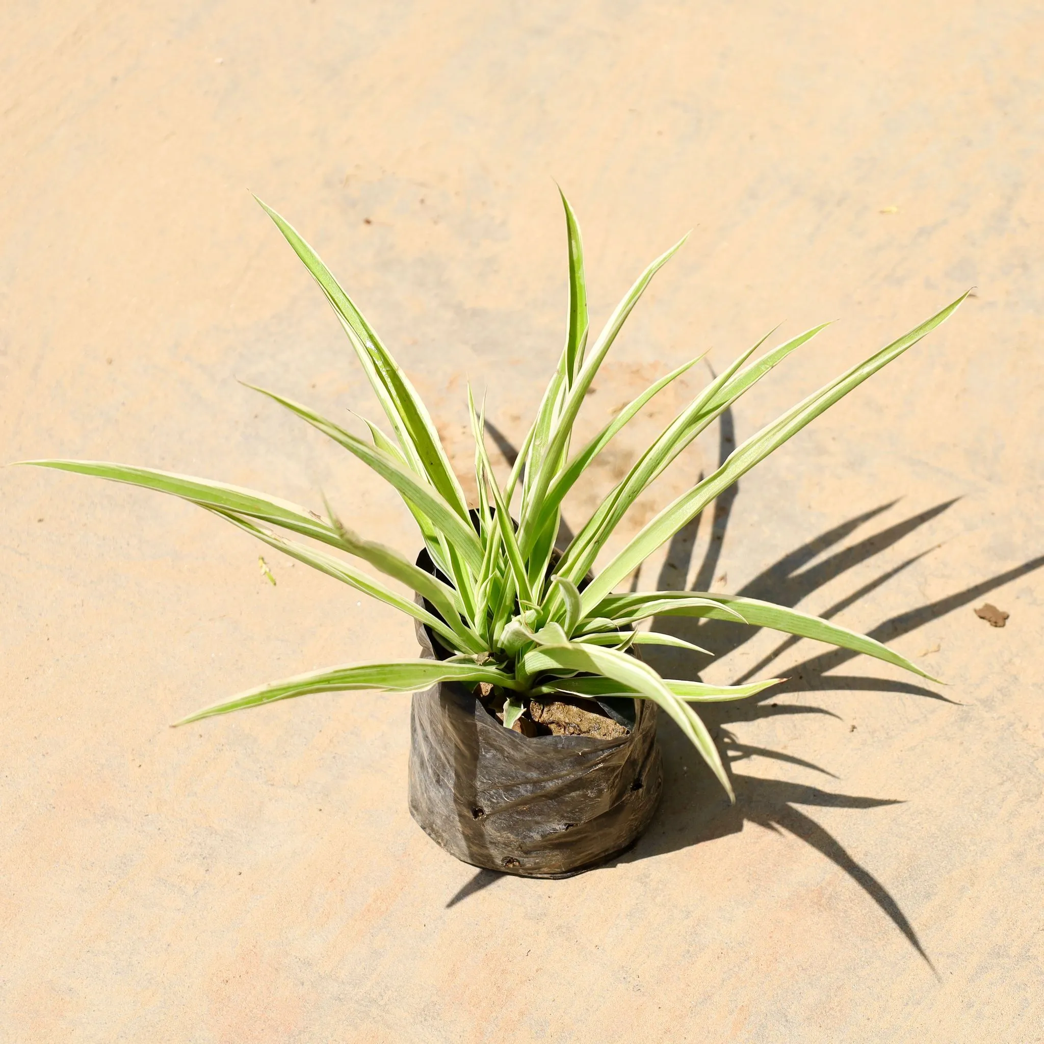 Spider in 4 Inch Nursery Bag