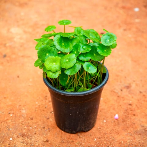 Brahmi Dollar / Pennywort in 4 Inch Nursery Pot