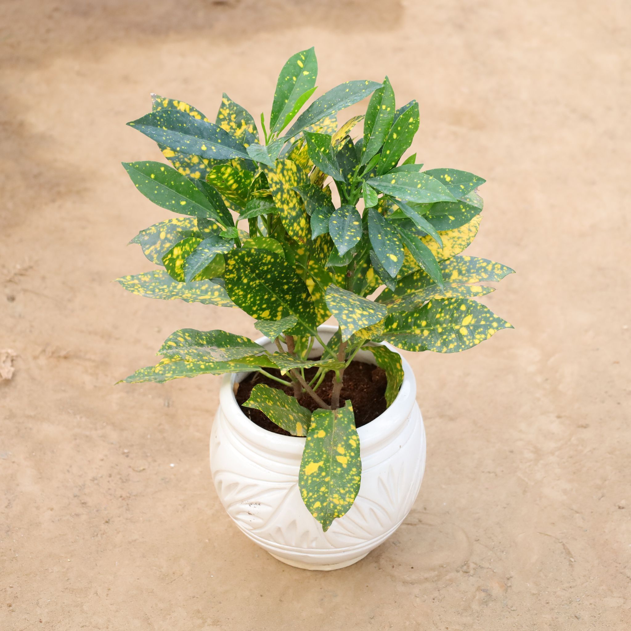 Baby Croton in 6 Inch Handcrafted Matka Shaped Ceramic Pot (Any Colour)