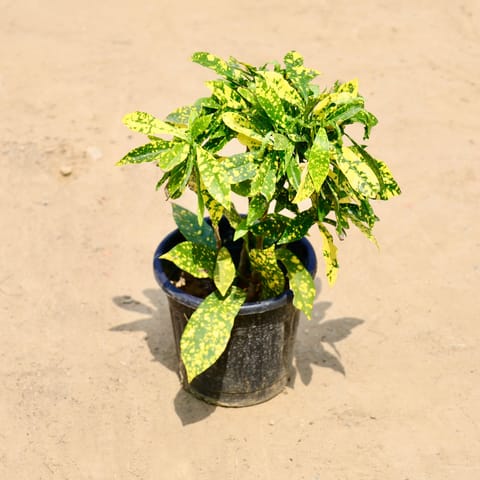 Bushy Baby Croton in 6 inch Nursery Pot