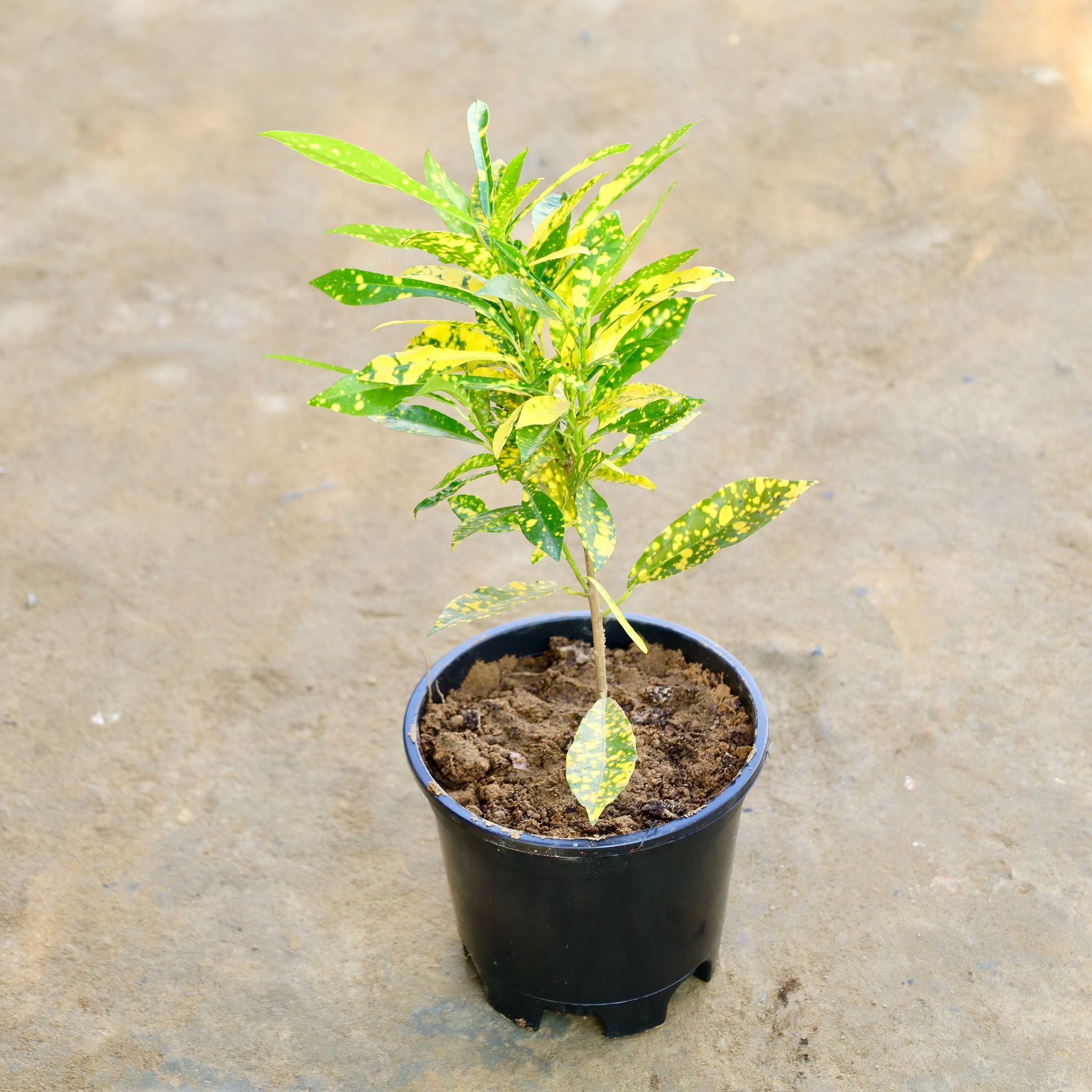 Baby Croton in 6 Inch Nursery Pot