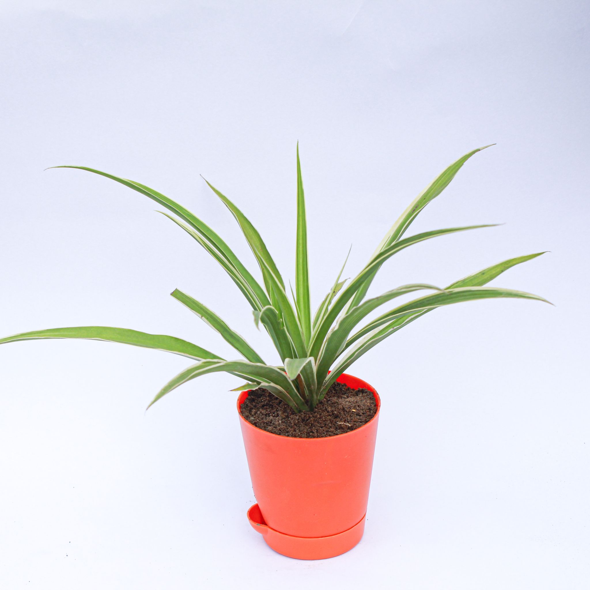 Spider in 4 Inch Orange Florence Self Watering Pot