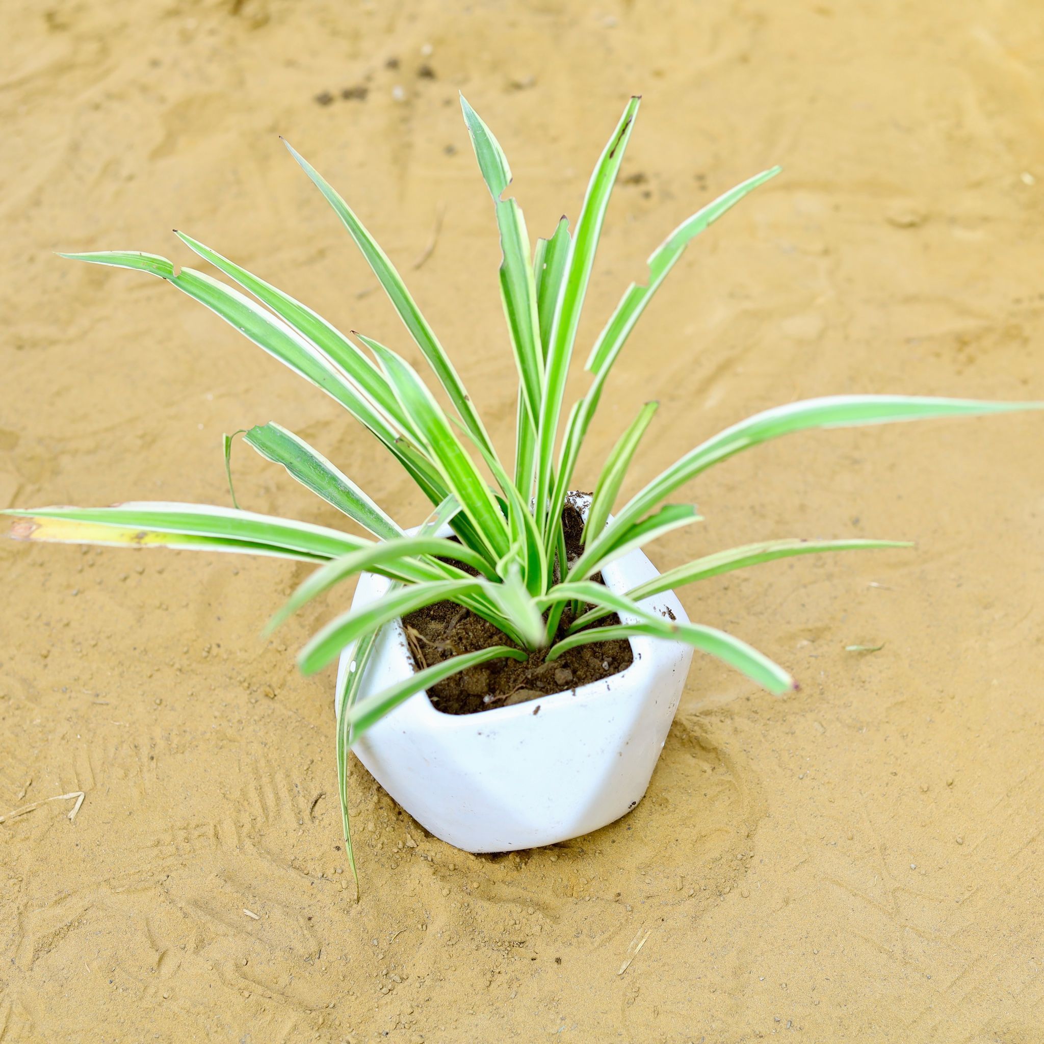 Spider in 4 Inch Classy White Marble Diamond Shape Ceramic Pot