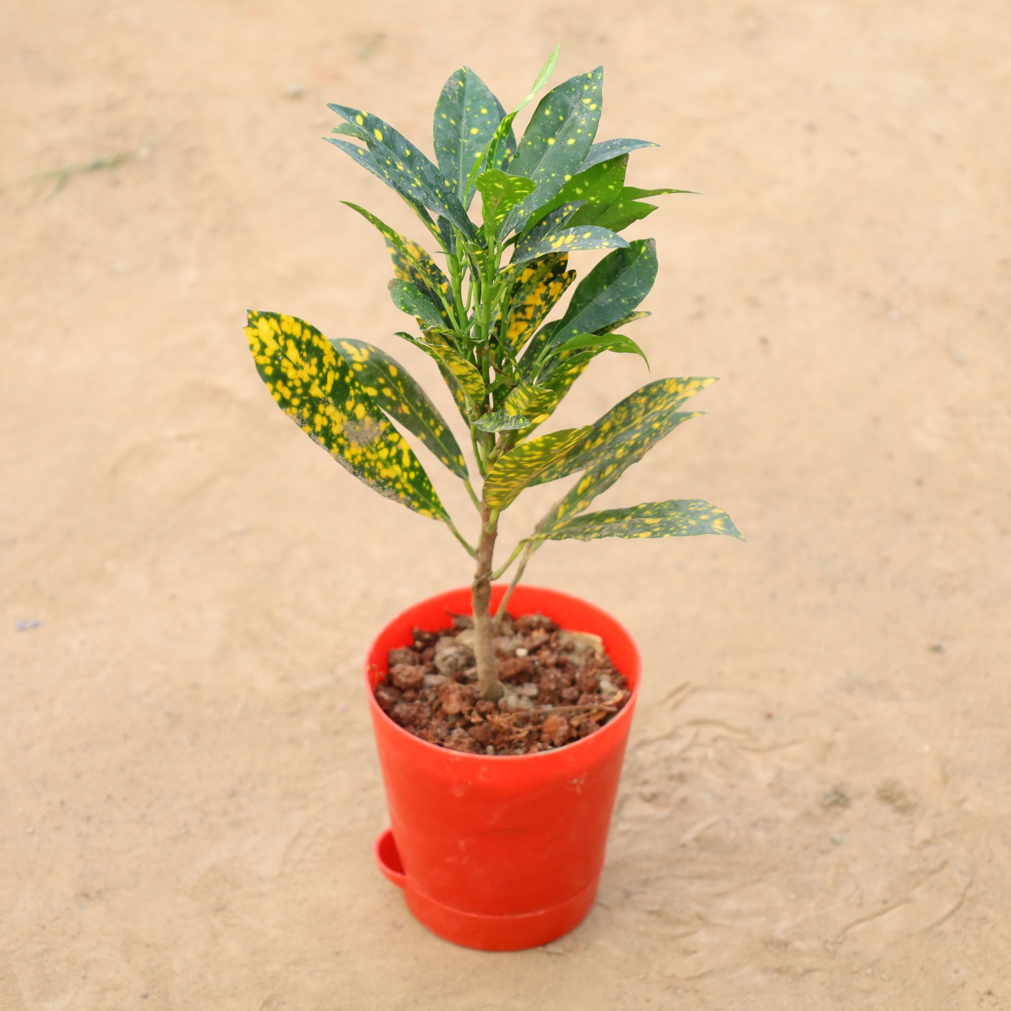 Baby Croton in 4 Inch Red Florence Self Watering Pot