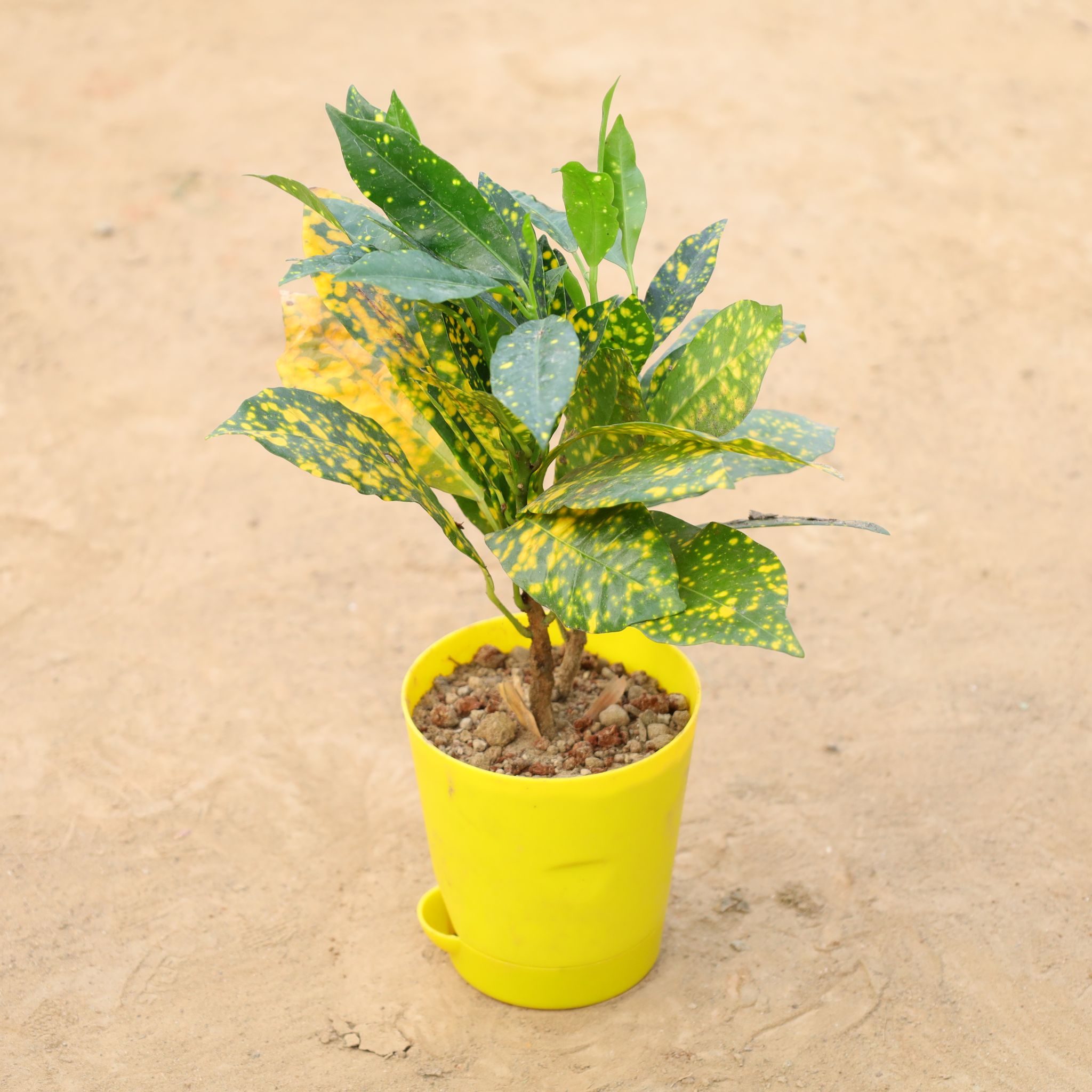 Baby Croton in 4 Inch Yellow Florence Self Watering Pot