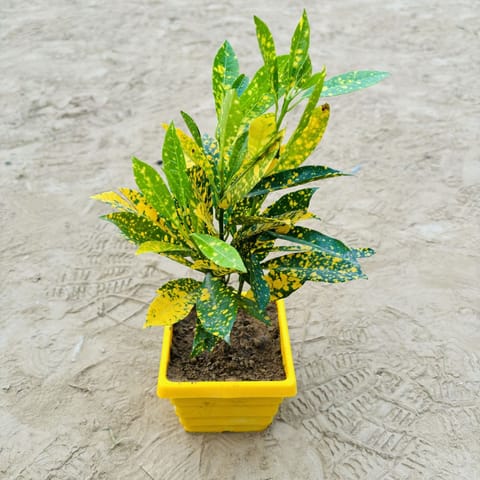 Baby Croton in 4 Inch Yellow Premium Orchid Square Plastic Pot