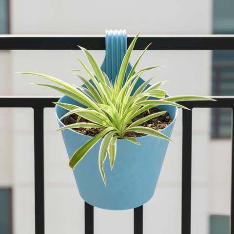 Spider Green in 8 Inch Blue Marble Single Hook Hanging Plastic Pot