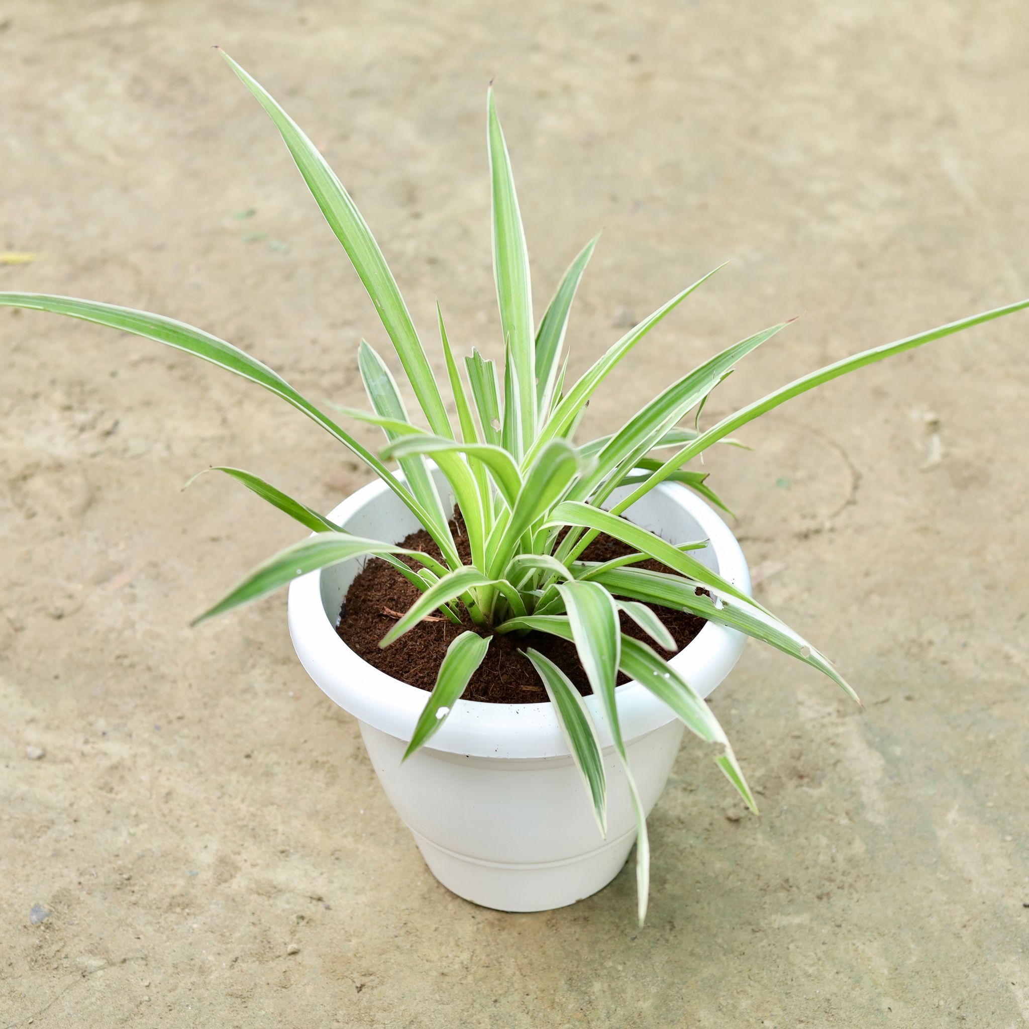 Spider in 10 Inch White Classy Plastic Pot