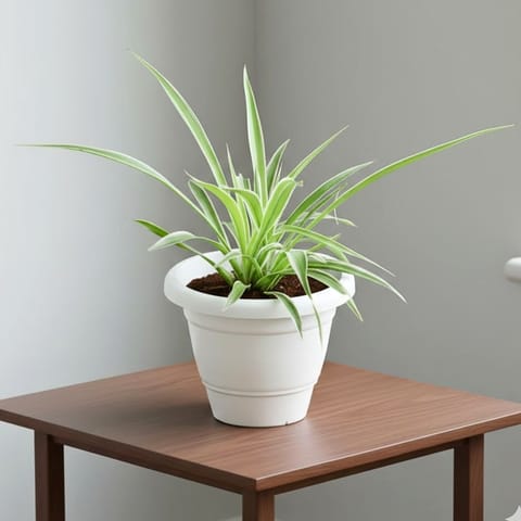 Spider in 10 Inch White Classy Plastic Pot
