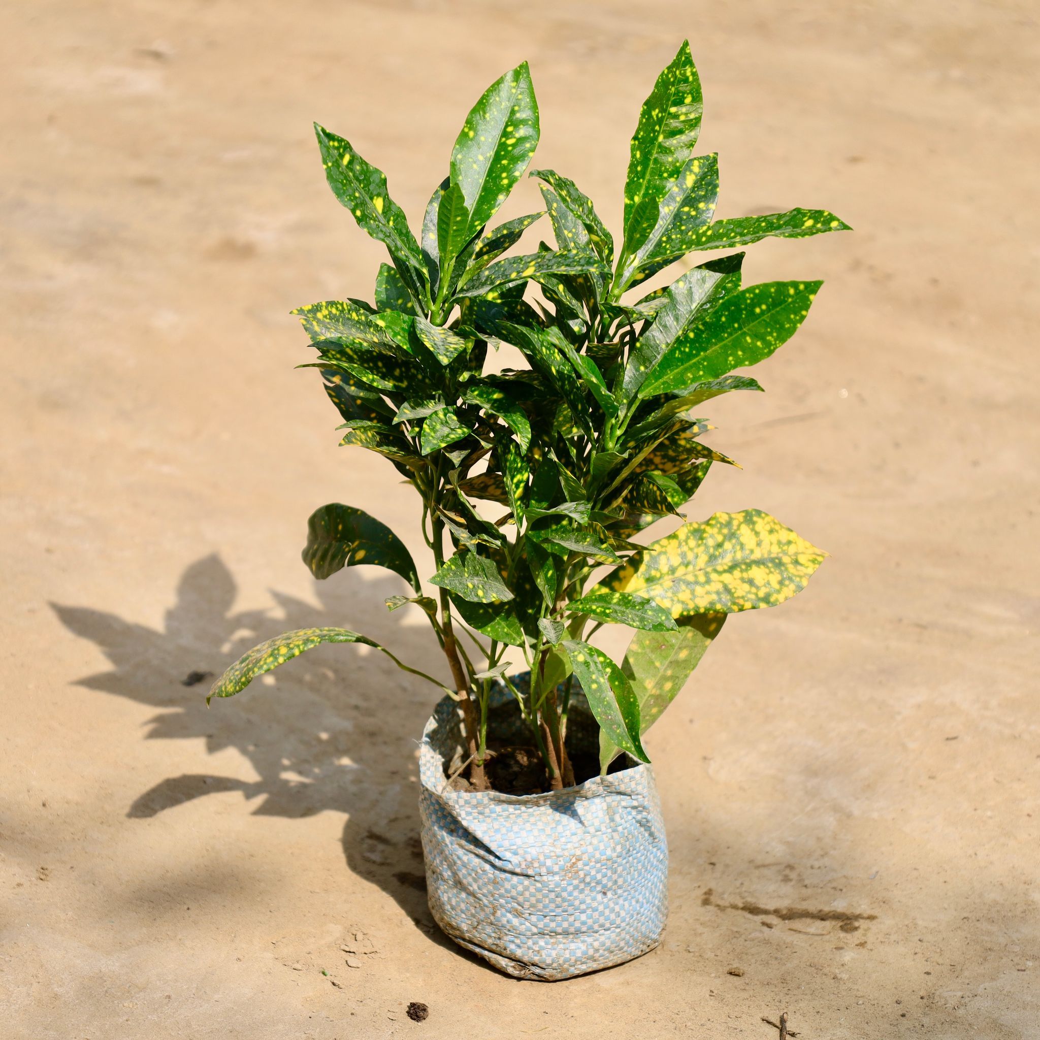 Baby Croton in 4 Inch Nursery Bag