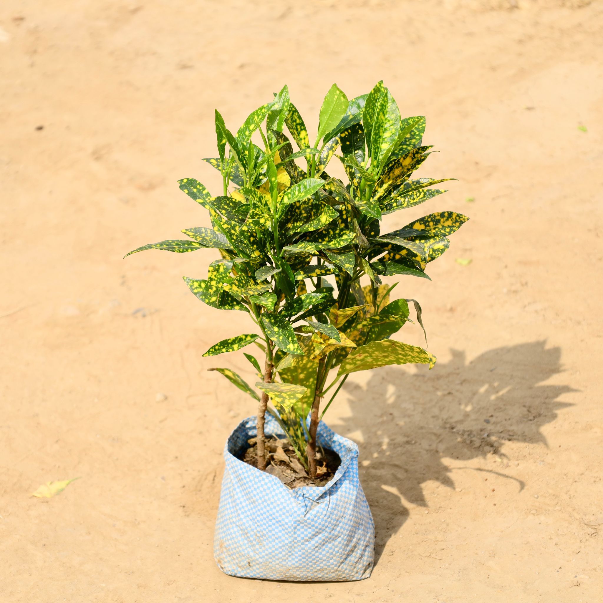 Baby croton in 4 Inch Nursery bag