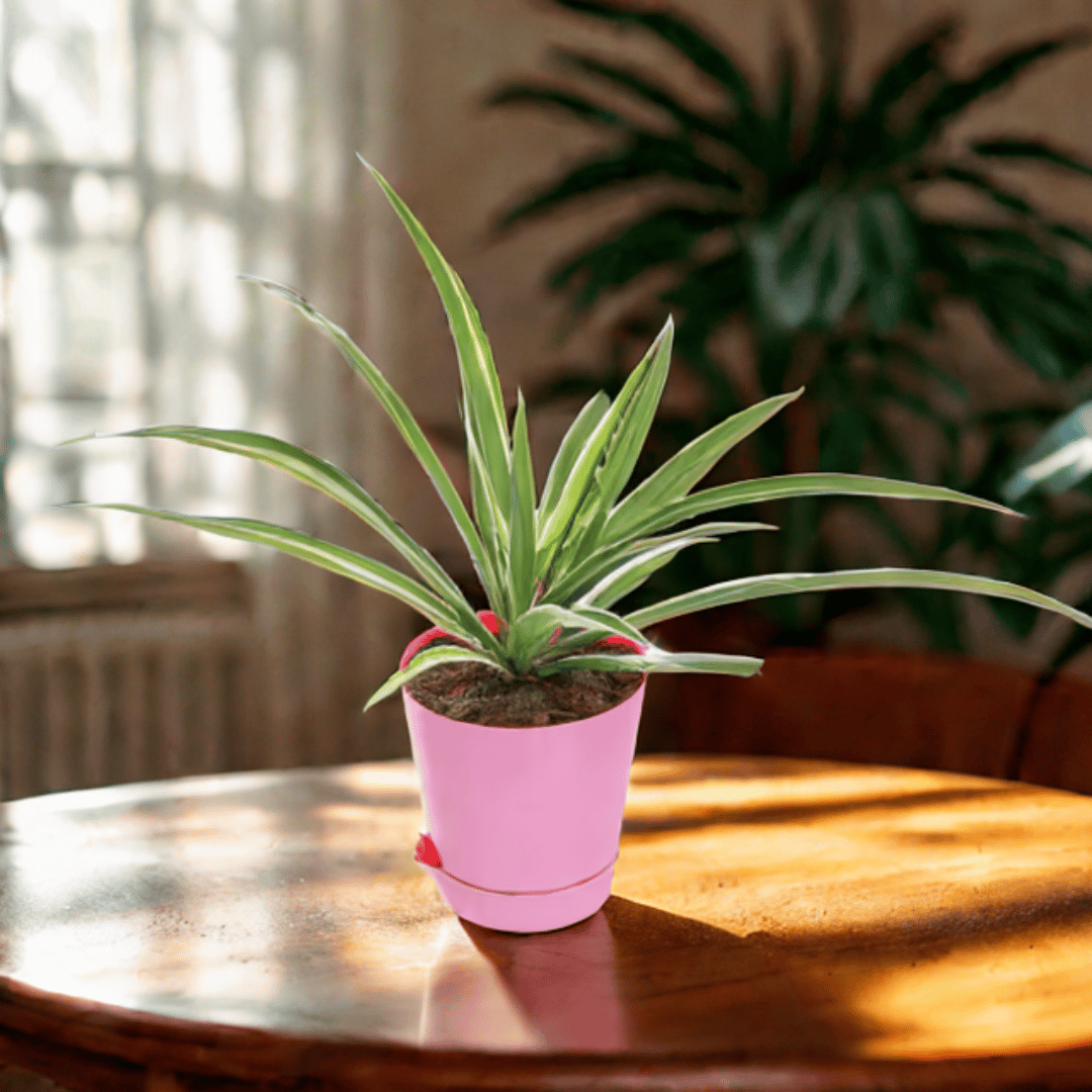 Spider in 4 Inch (any colour )Self Watering Pot
