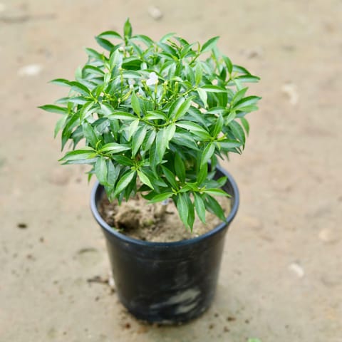 Chandani Dwarf / Mini Chandni (any colour) in 8 Inch Nursery Pot