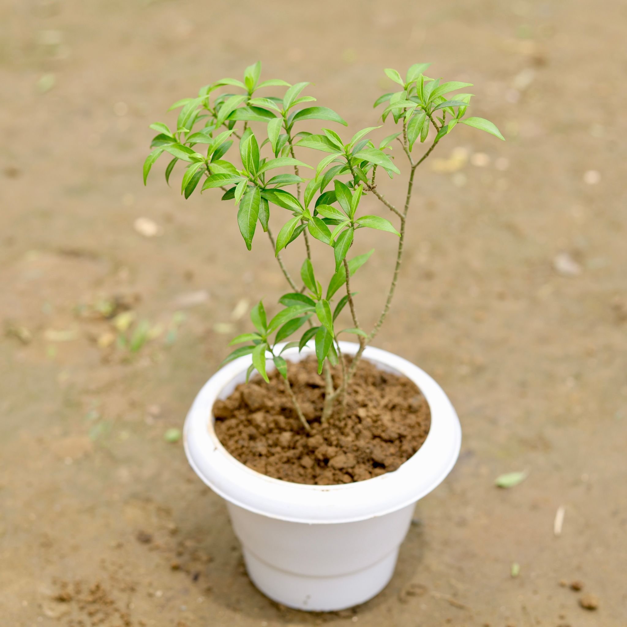 Dwarf Chandni in 6 Inch White Classy Plastic Pot