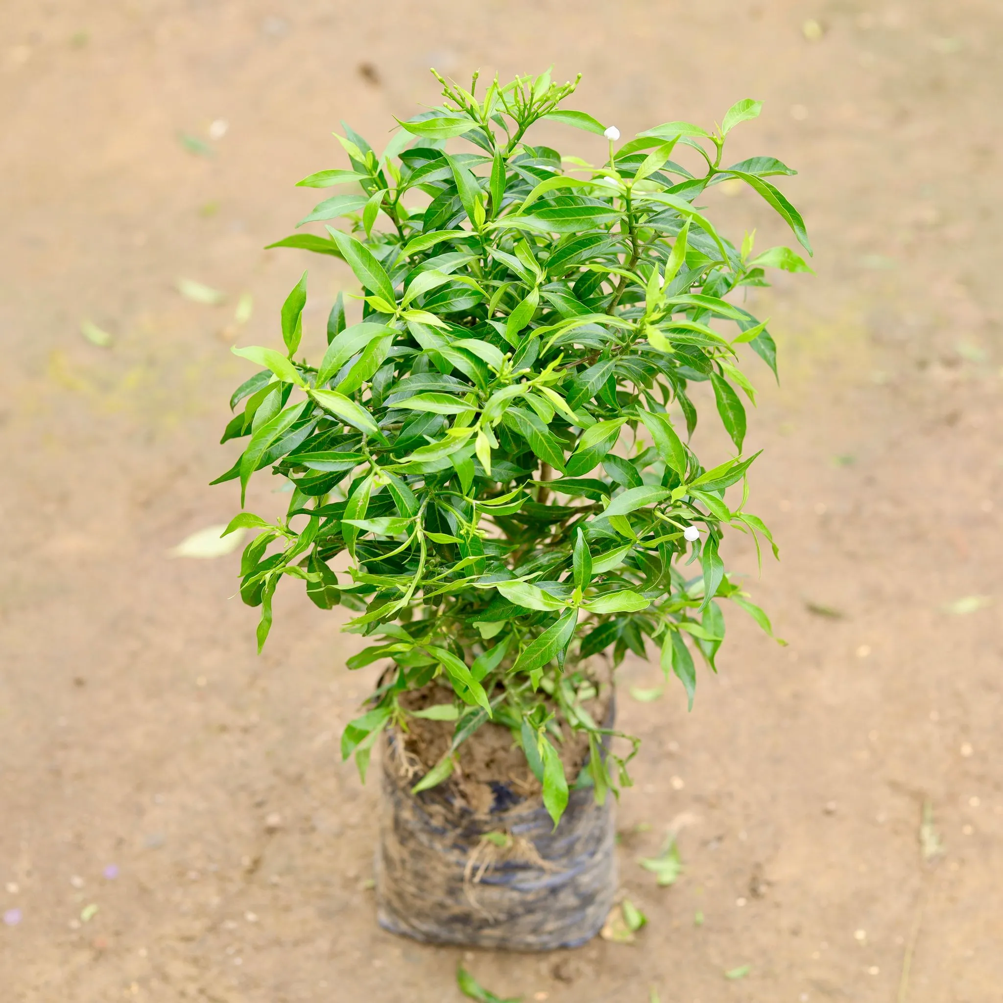 Dwarf Chandni in 4 Inch Nursery bag