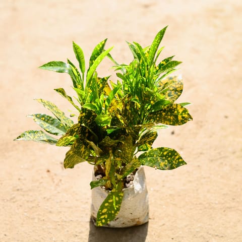 Baby Croton in 4 Inch Nursery bag