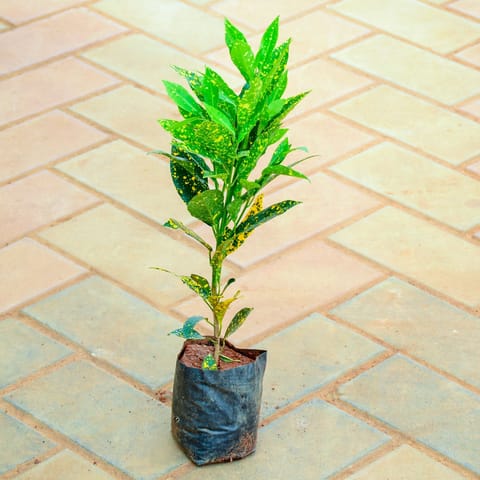 Baby Croton in 4 Inch Nursery Bag
