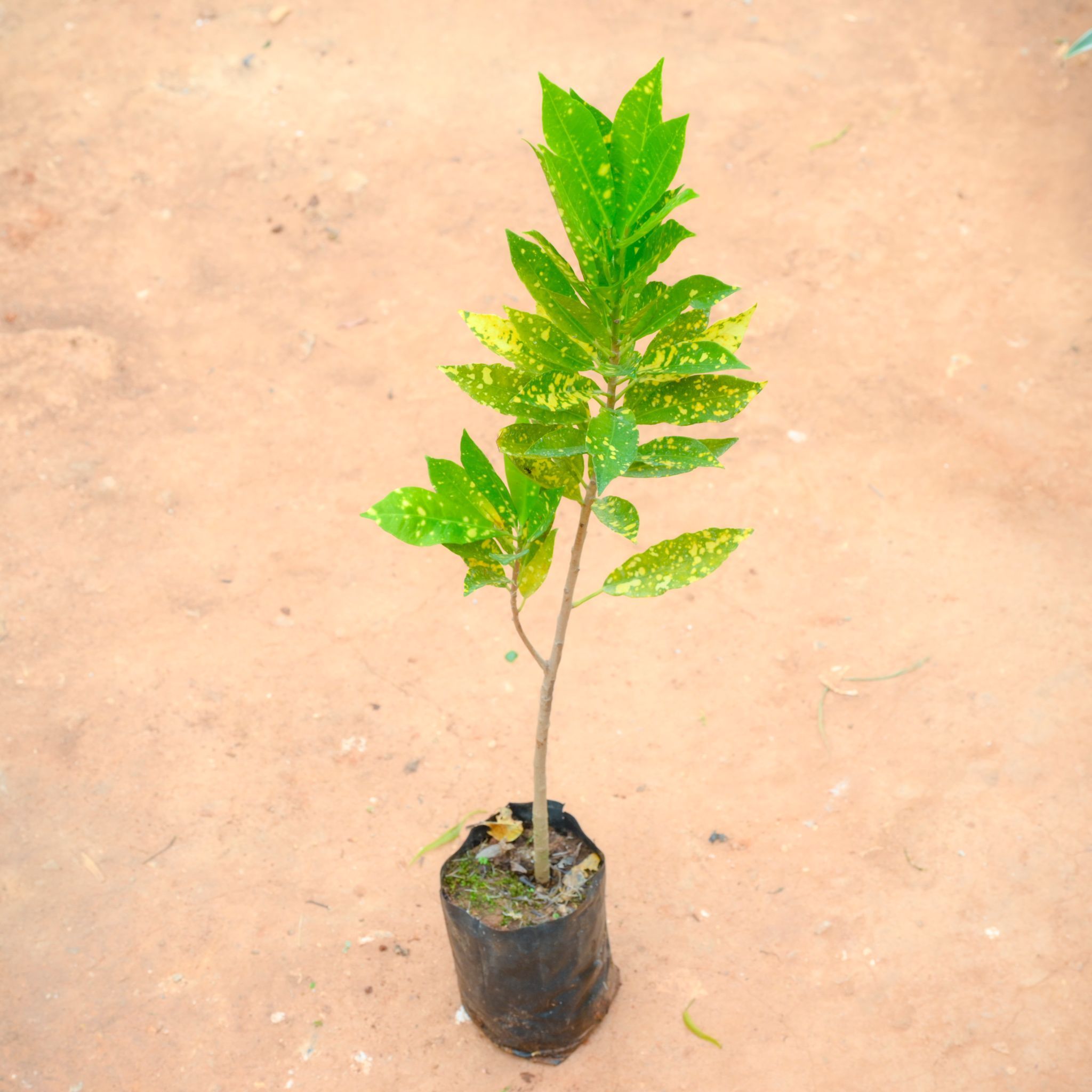 Baby Croton in 4 Inch Nursery Bag