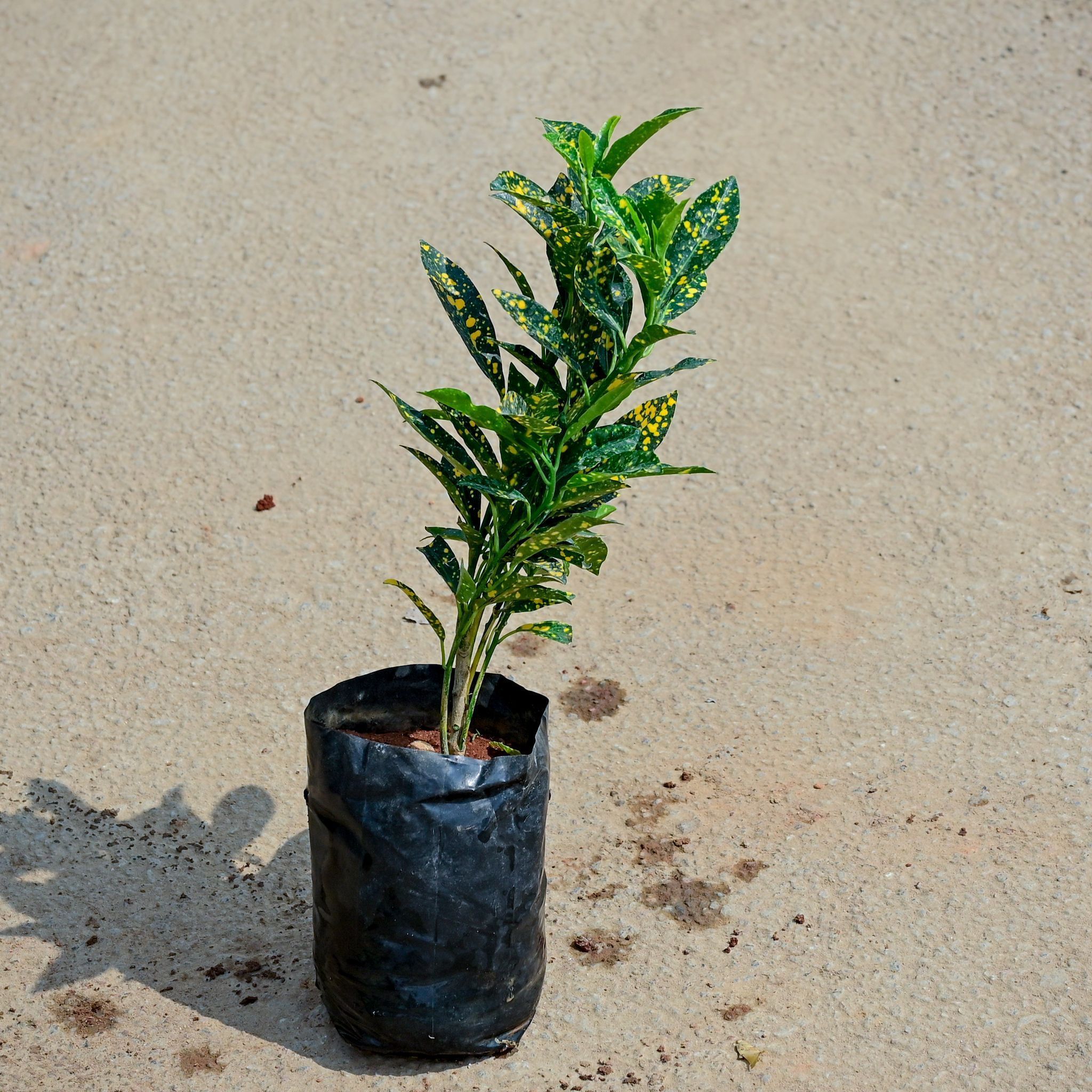 Baby Croton in 4 Inch Nursery Bag