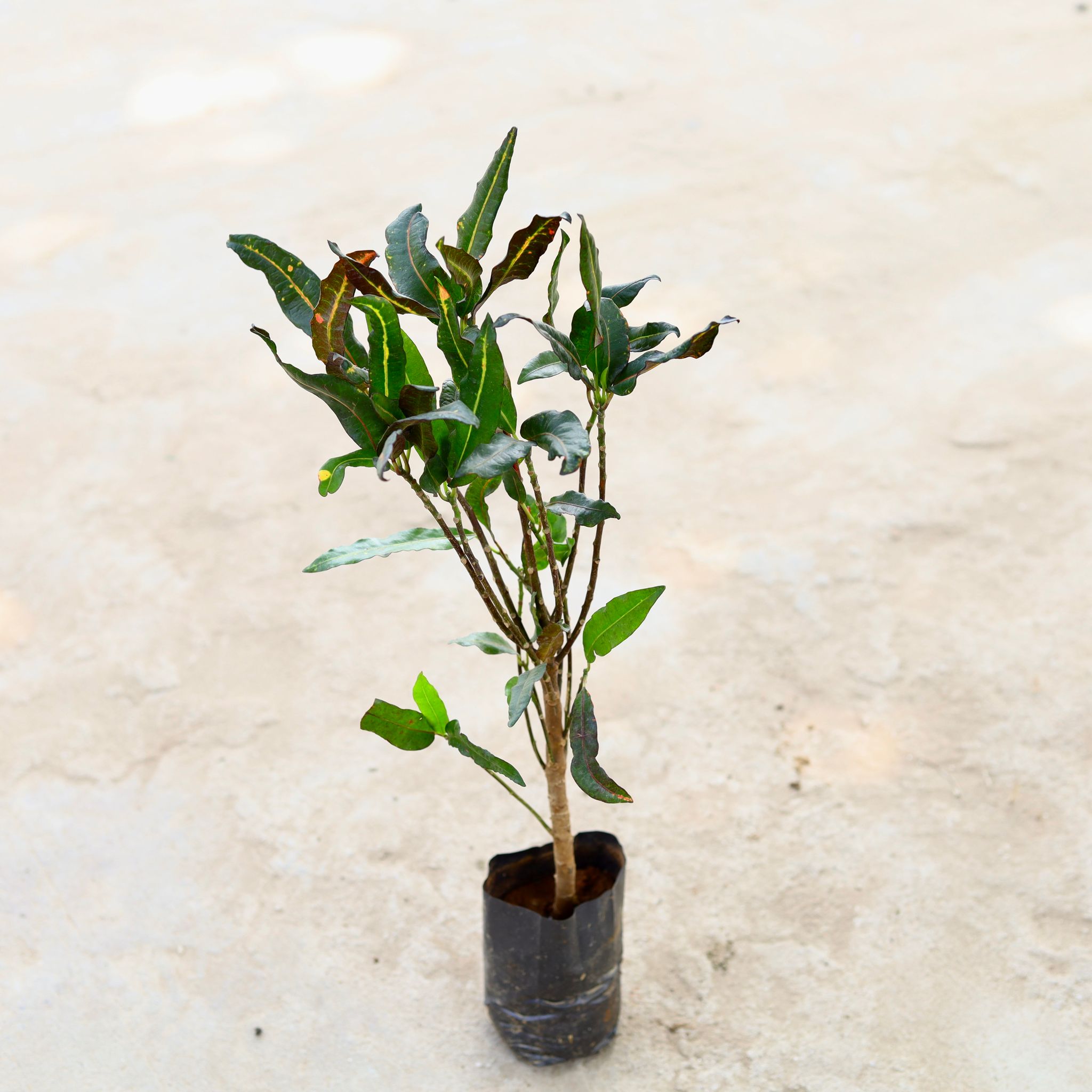 Baby Croton in 4 Inch Nursery Bag