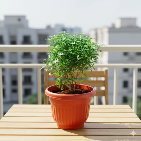 Chandni Dwarf White in 10 Inch Terracotta Red Olive Plastic Pot