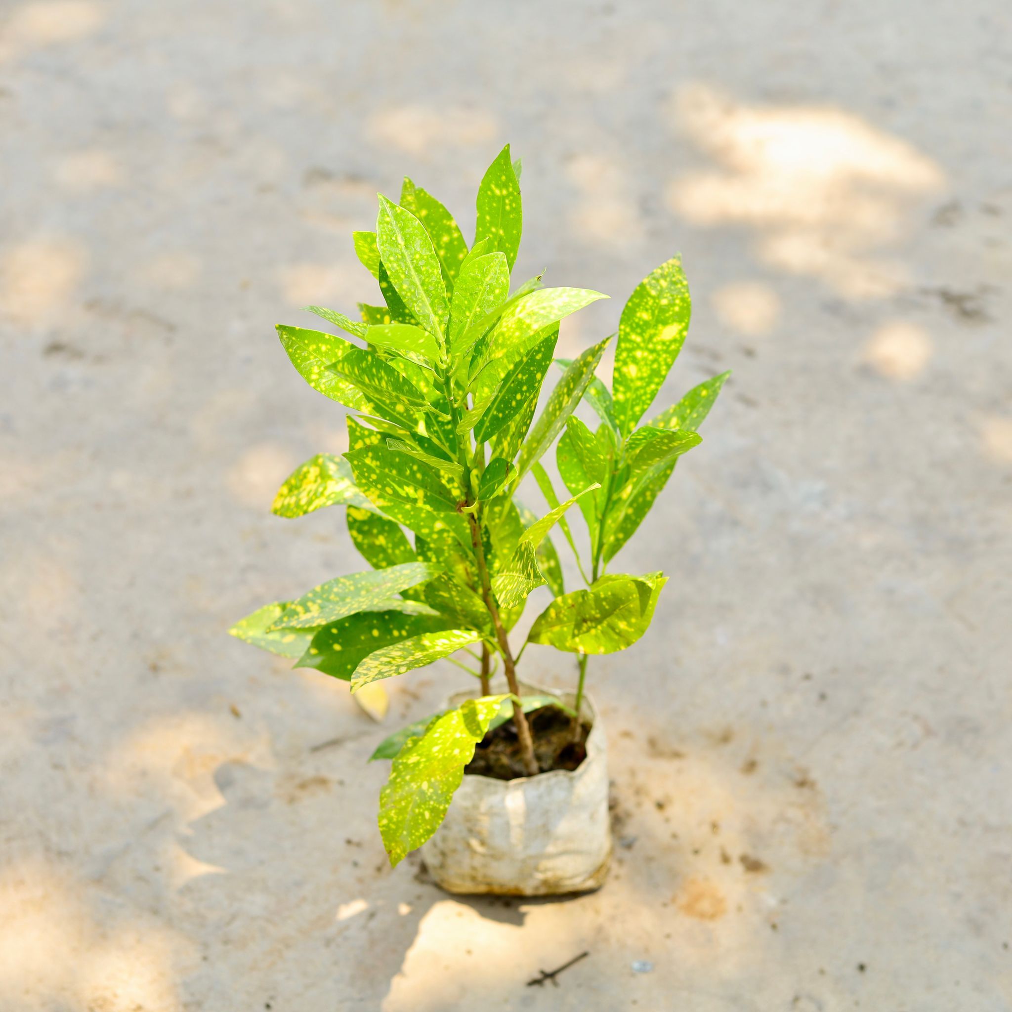 Baby Croton in 4 Inch Nursery Bag