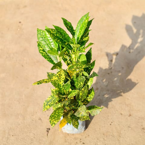 Baby Croton in 4 Inch Nursery Bag