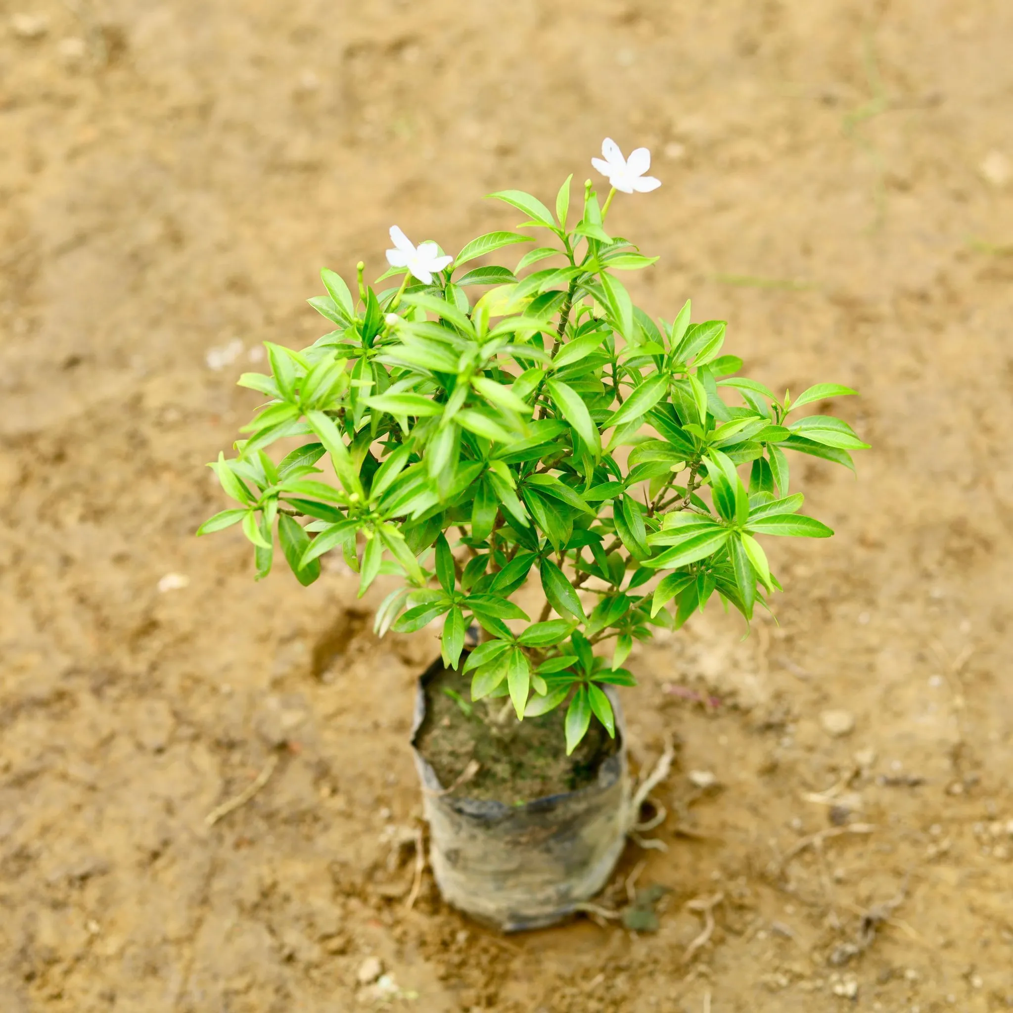 Chandni Dwarf in 8 Inch Nursery Bag